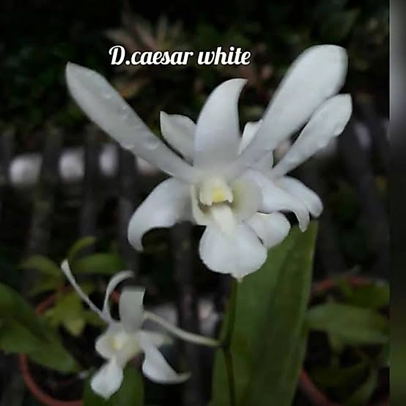 Anggrek denrobium caesar white/ Capung jawa