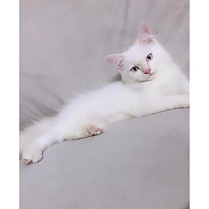 Himalaya mix mainecoon betina mata biru
