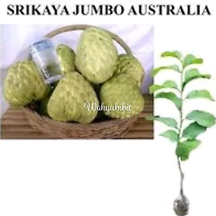 bibit srikaya jumbo bibit buah buahan bibit tanaman buah buahan SSSS
