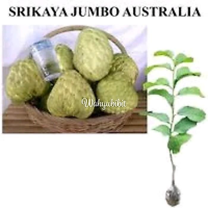 bibit srikaya jumbo bibit buah buahan bibit tanaman buah buahan benih