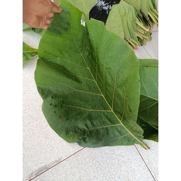 

Daun jati segar 1kg - daun jati pilihan fresh