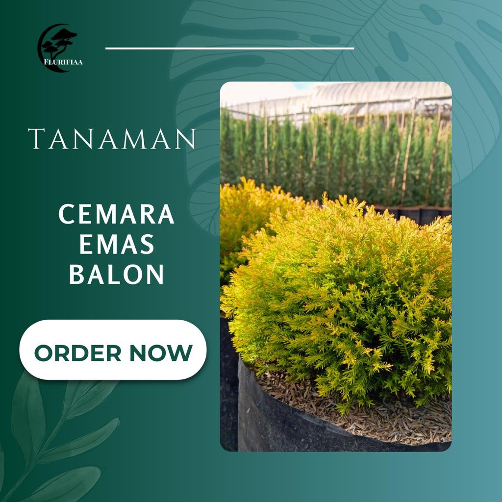 Tanaman Cemara Emas Balon - Cemara Emas Balon