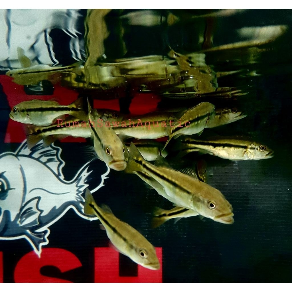 Pbass Pinima 3-5 cm / Peacock Bass Pinima / Hiasan Aquarium