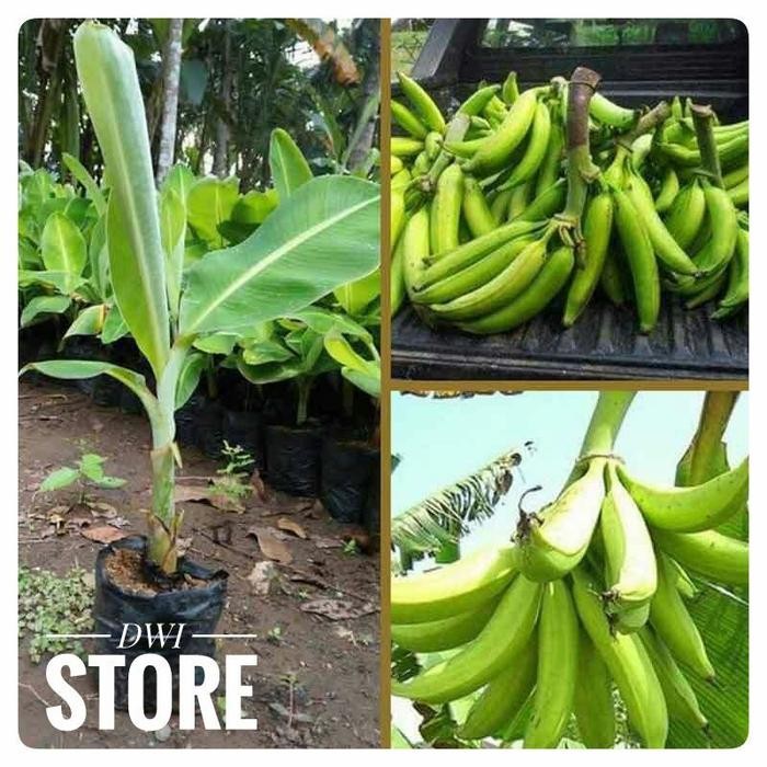 Bibit Pisang Tanduk Bibit Pisang Jumbo