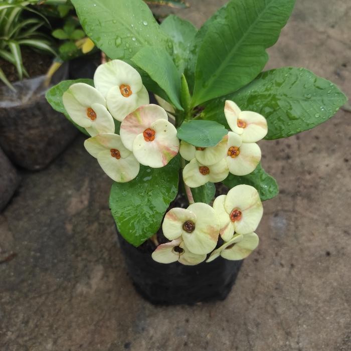 Tanaman Hias Bunga Euphorbia kuning besar Ephorbia Bunga Eporbia