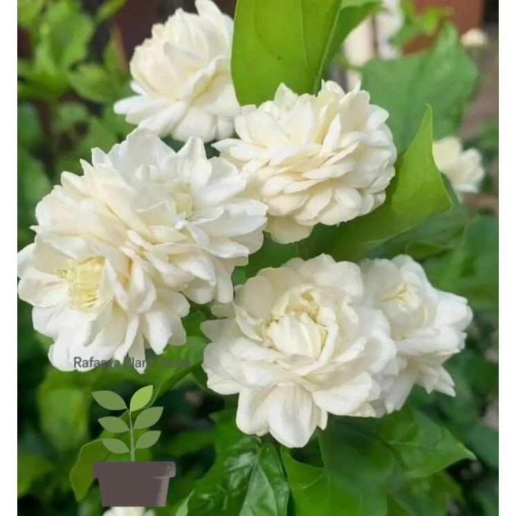 Promo tanaman melati tumpuk / Melati bunga tumpuk / Melati wangi / Melati tumpuk Original