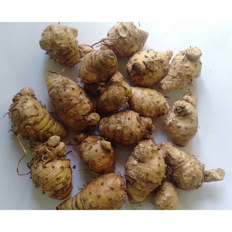 

BIANG TEMU PUTIH KUNYIT PUTIH ORGANIC 500 GRAM segar