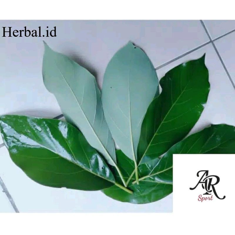 

TILASSALAM DAUN ALPUKAT SEGAR 100 LEMBAR HERBAL Promo Termurah Terlaris