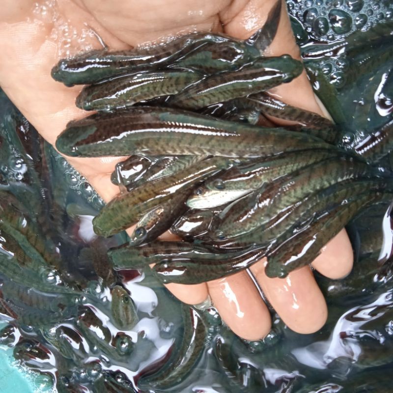 artistikkkk Bibit ikan Gabus Kutok ( Chana Striata ) isi 65 ekor