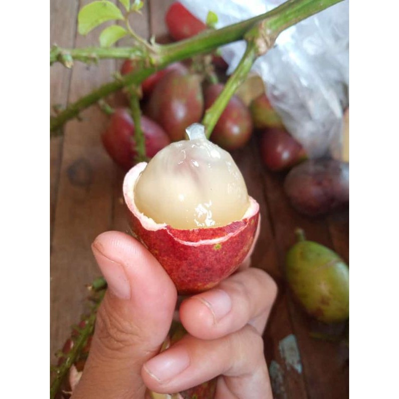 Buah Matoa 1kg Fresh Baru Petik