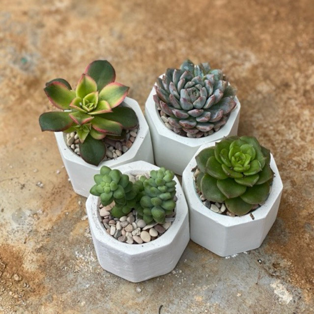 Paket Lengkap Kaktus Fullset TERMURAH Sukulen Mini Pot Semen (FREE POT SEMEN PUTIH, MEDIA TANAM, DAN