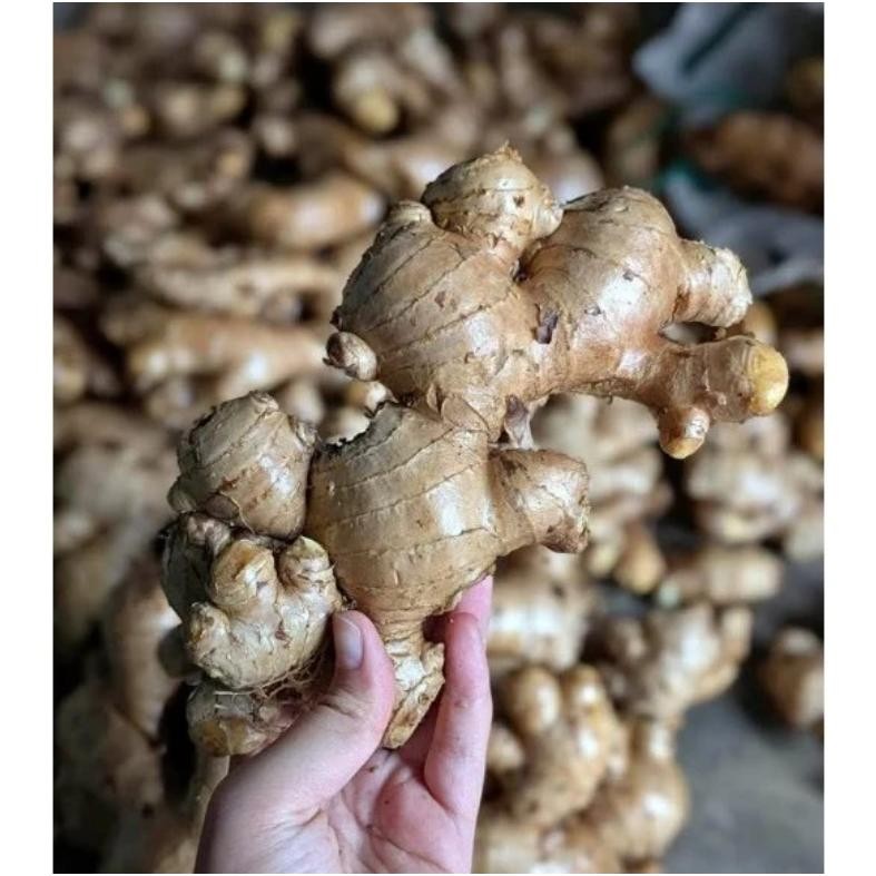 

Jahe Gajah Segar 500 gram