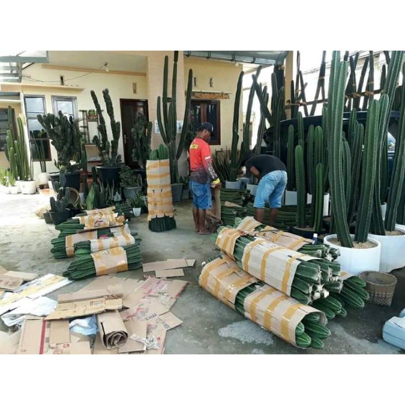 kaktus koboi/kaktus belimbing tinggi 1 meter