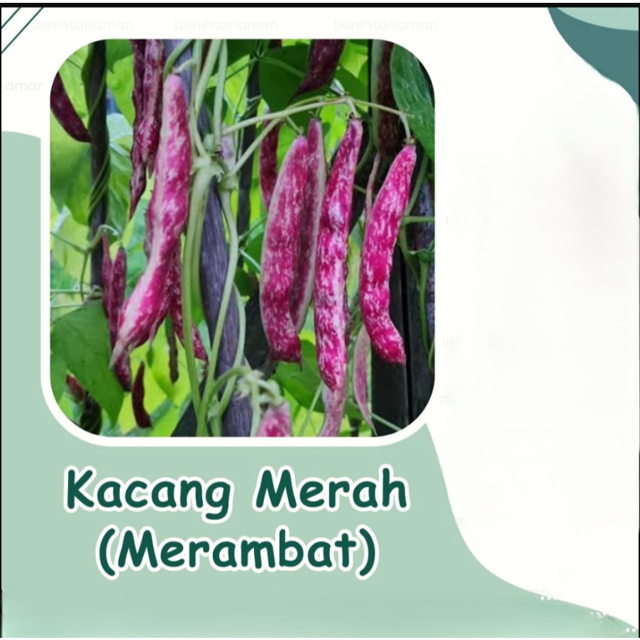 RBP bibit kacang merah