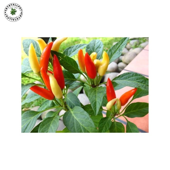 BENIH BIBIT CABE RAWIT HIJAU BENIH UNGGUL JAWARA - CABE RAWIT CATAS