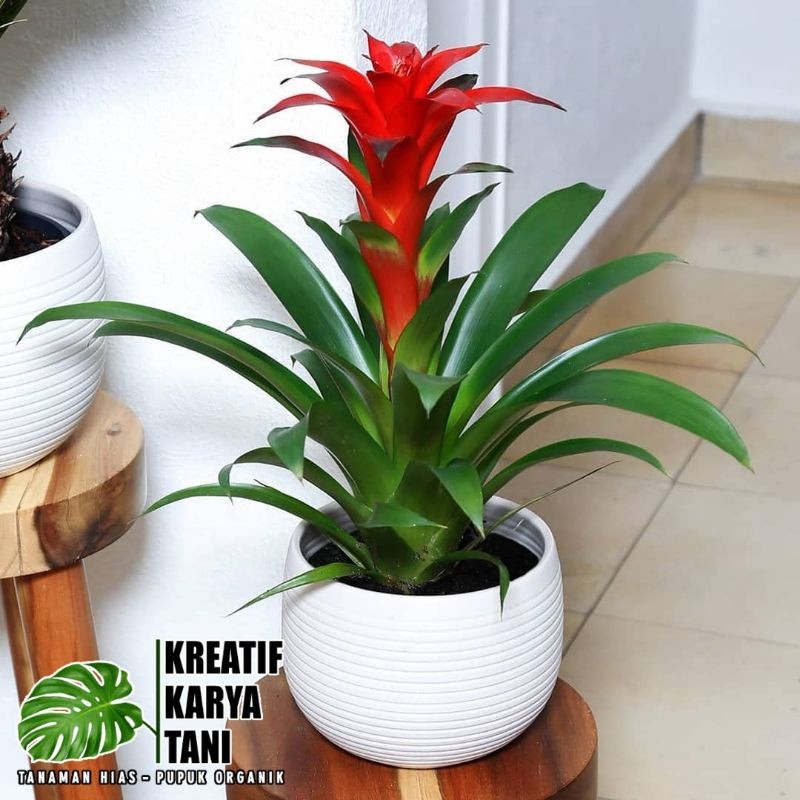 Bromelia gusmania - Bromelia guzmania - Bromelia