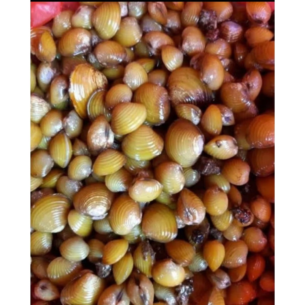 Kerang Remis Haremis Laya Kerang Air Tawar Mini 100 pcs Hiasan Aquarium Aquascape