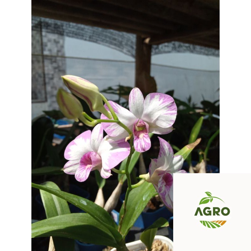 Anggrek dendrobium enobi
