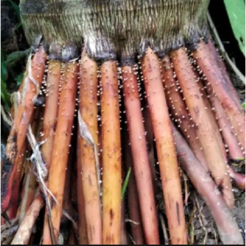 Akar pinang/akar jambe/ akar jambe muda 1kg