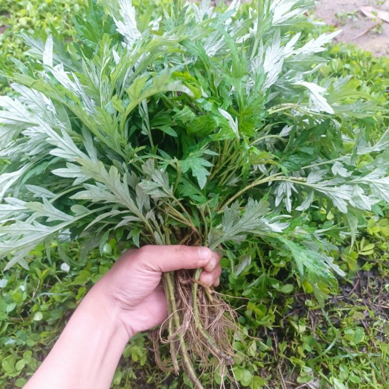 Tanaman Daun baru cina mugwort