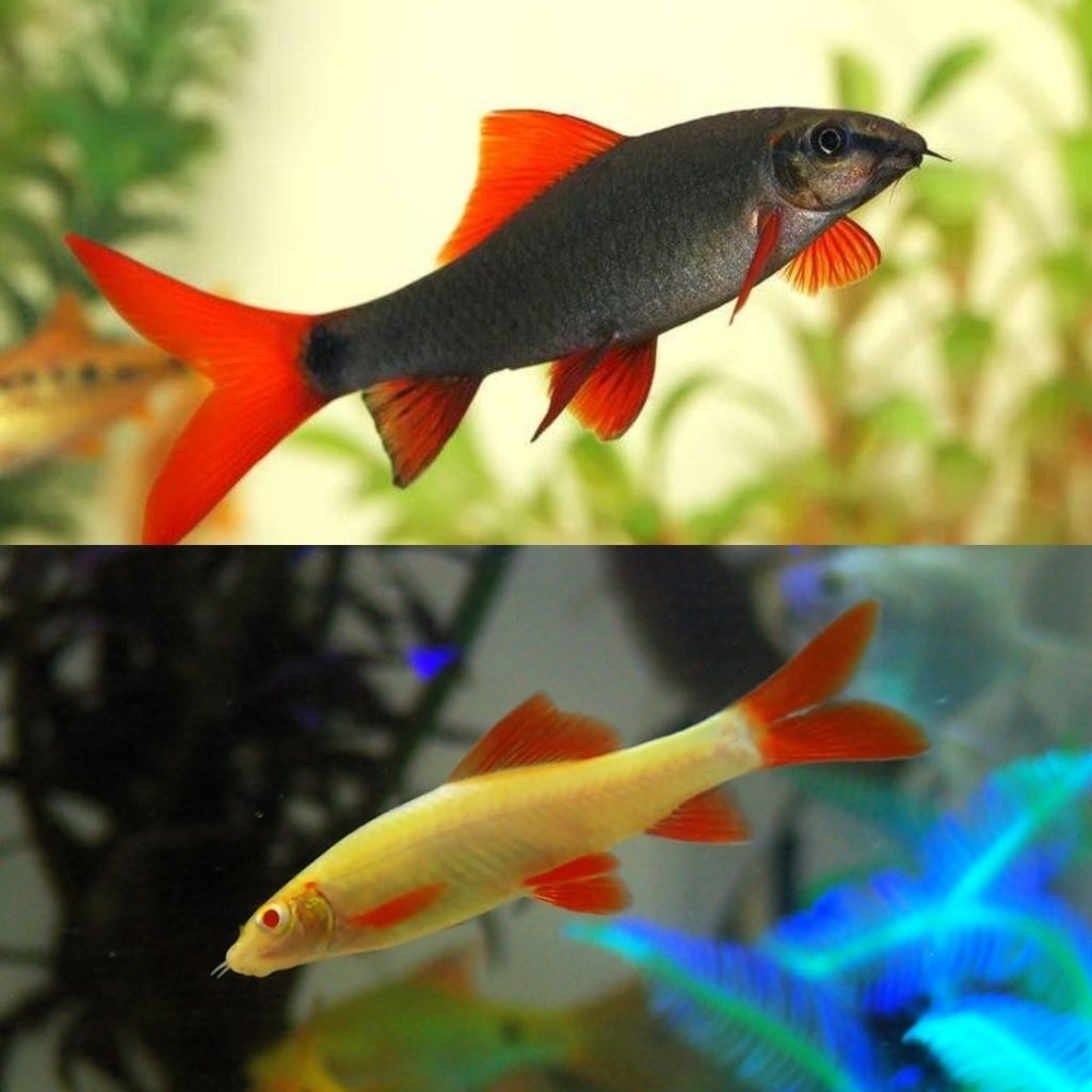 TERBAGUS [Chan Aquatic] Ikan Hias Redfin Black Redfin Albino Hiasan Aquarium