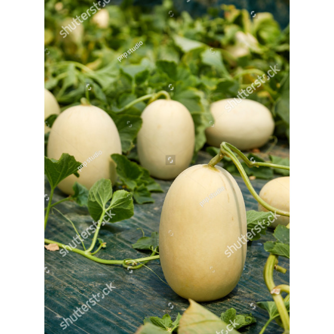 Bibit Benih Buah Melon Madu Putih