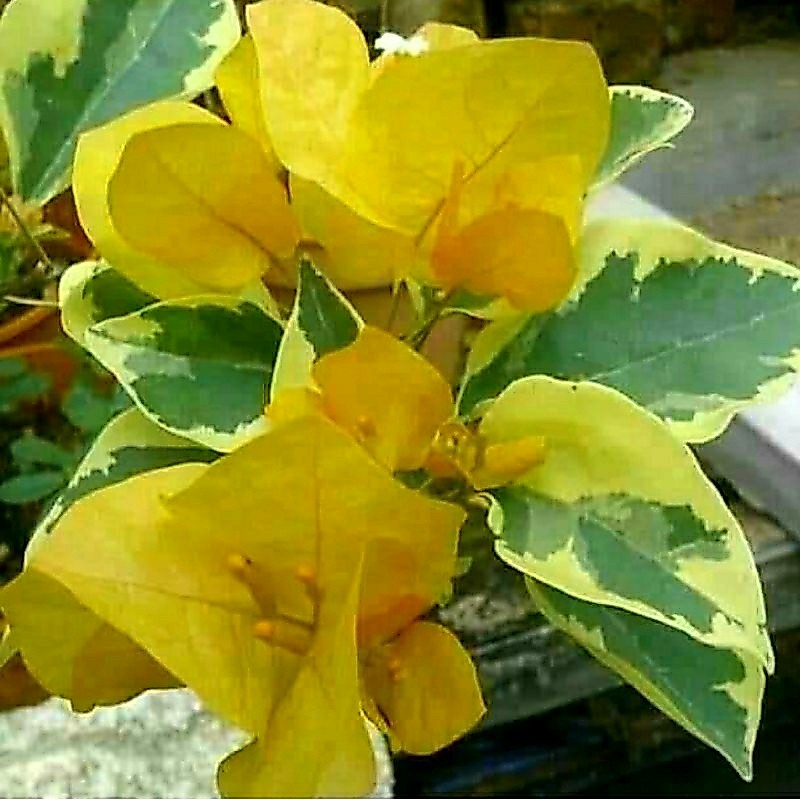 Bunga Bougenville Light Of Varigata Kuning