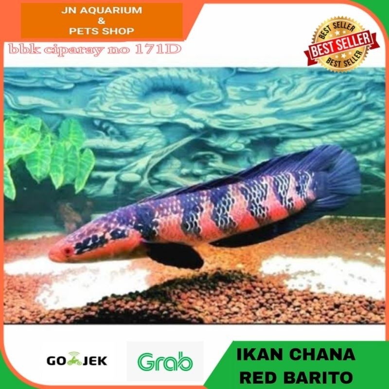 Ikan Hias Chana Cana Red Barito Ikan Predator / Ikan Hias