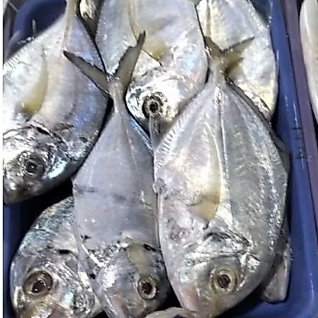 Ikan Kuwe 1kg