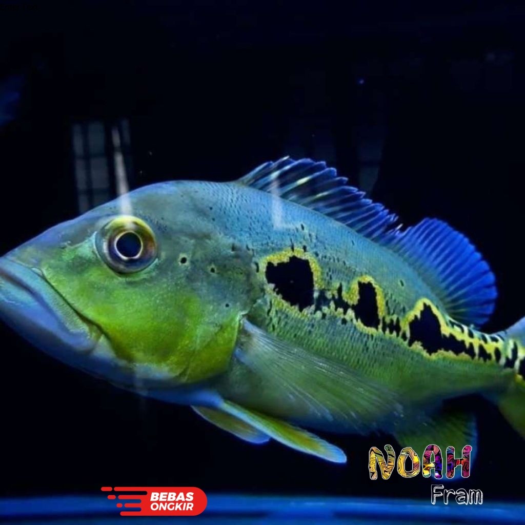 Promo Orinoco Pbass/Pbass Orinoco