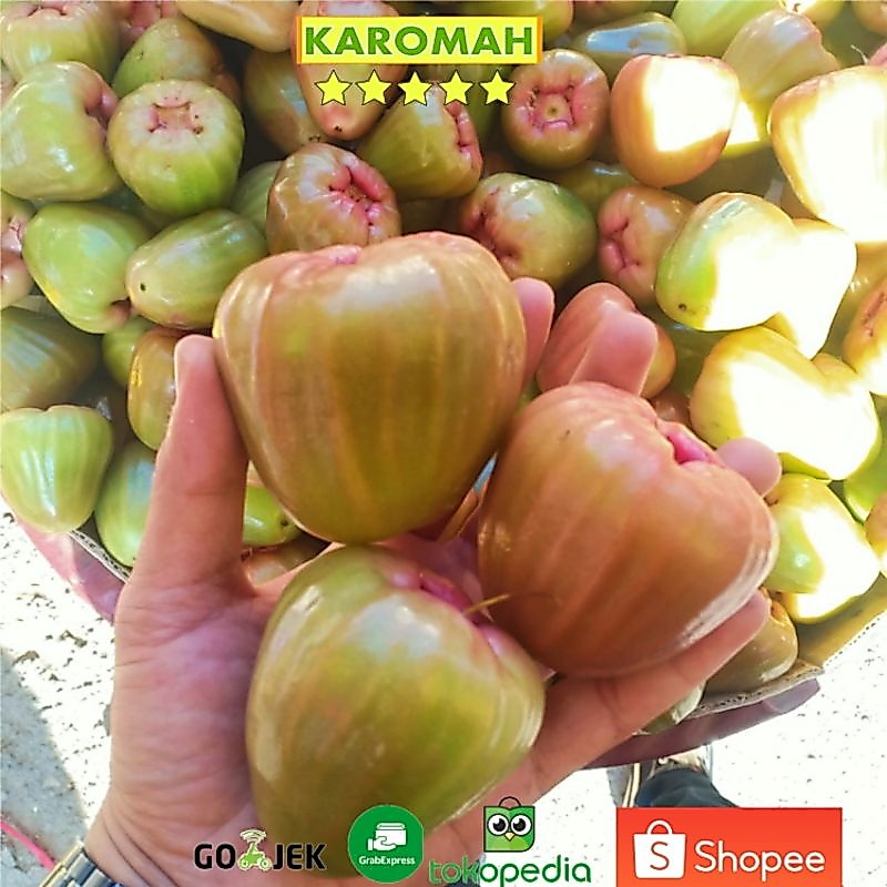 buah jambu demak hijau 1KG SUPER/ jambu air hijau demak 1KG