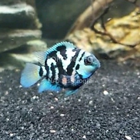 Ikan Blue Pollar Parrot Cakep Penghias Aquarium Aquascape Gojek Only