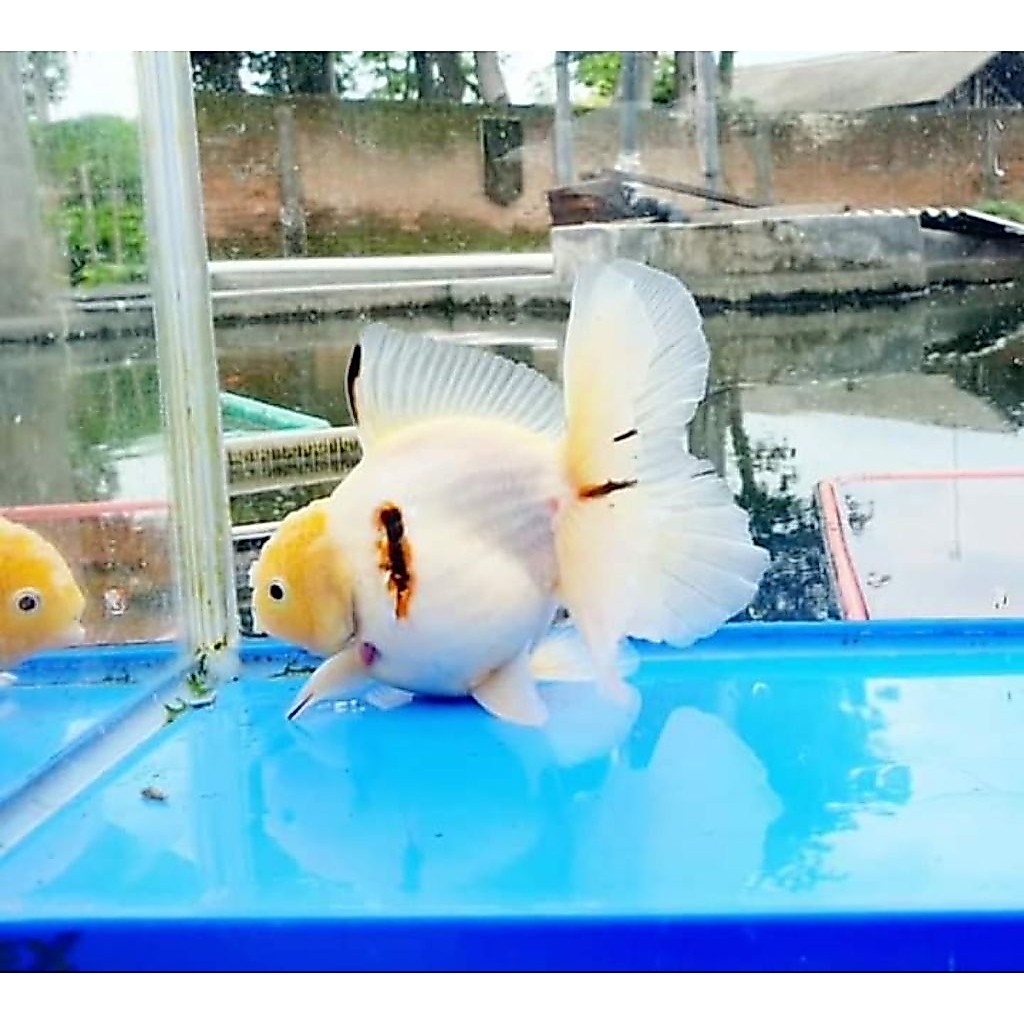 koki Oranda putih isi 4 bergaransi