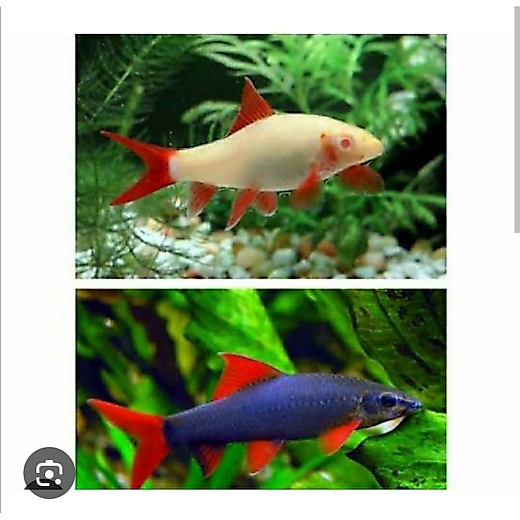 ikan hias redfin | ikan hias redfin shark