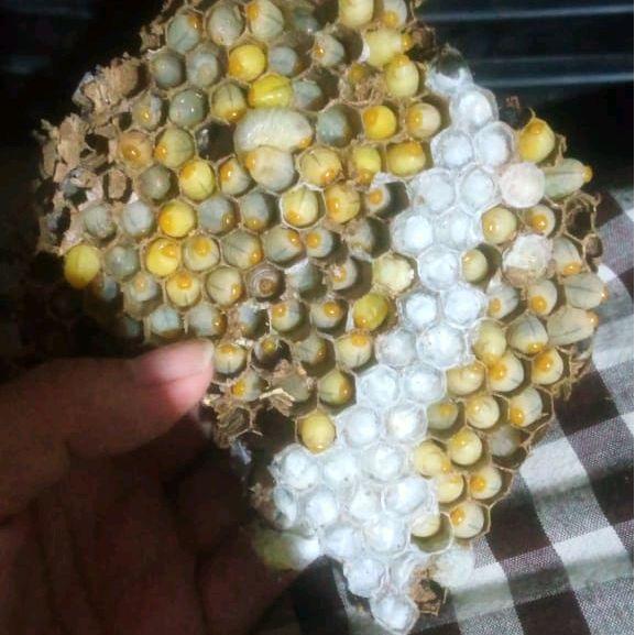 Ready Larva Tawon Vespa ( Isi 50 Ekor) Umpan Mancing Bawal Dan Galatama lele Lele