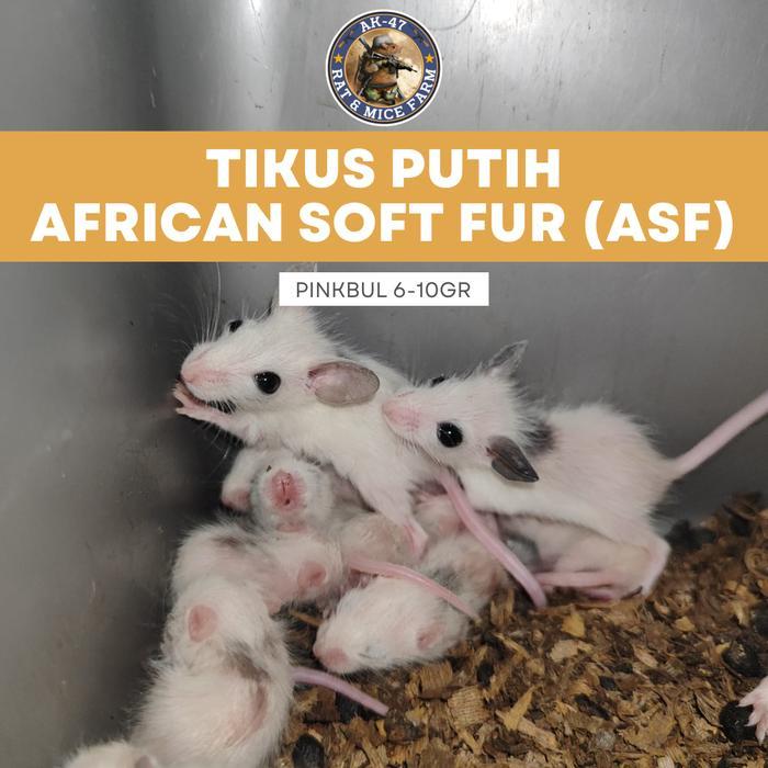 Ready Tikus ASF African Soft Fur  - Pakan Hewan Reptil Ball Phyton – Pinkies Bulu/Fuzzy – 6-10Gr