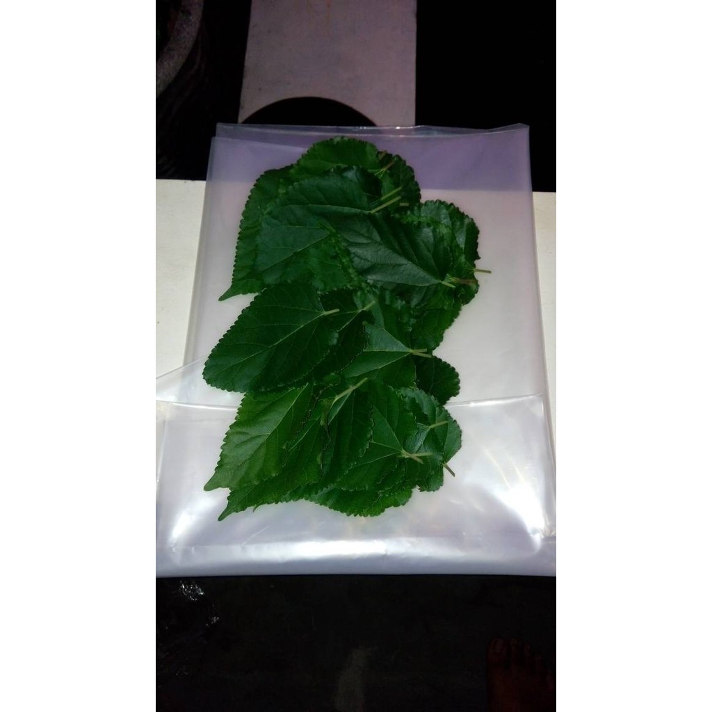 

HalimunHeral Daun Murbei Segar Organik Kompos