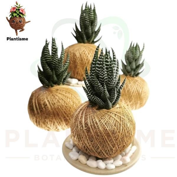 Kokedama – Zebra Cactus Haworthia Fasciata Tanaman Sukulen Mini Bergaris Putih untuk Pajangan Meja I