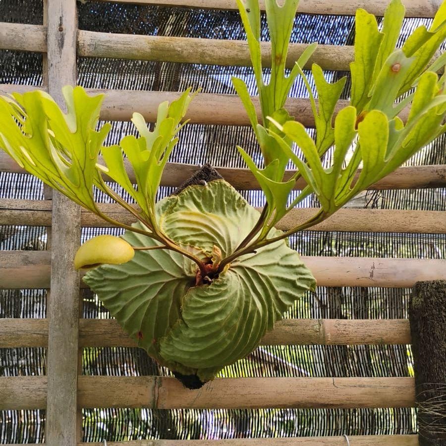 tanaman hias tanduk rusa,platycerium ridleyii rawatan