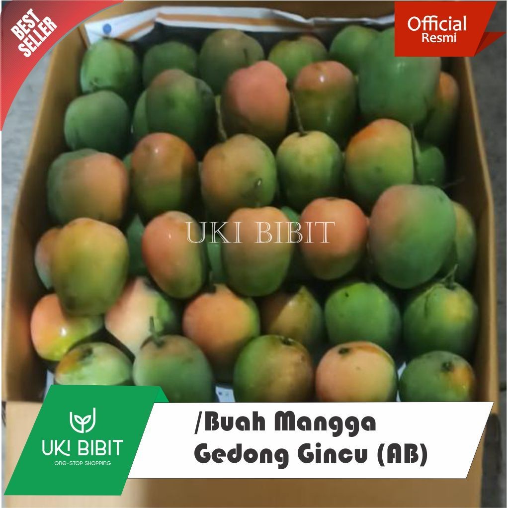 

( 1 Kg Buah ) Mangga Gedong Gincu Grade Super (AB) | Asli Indramayu Fresh Petik Pohon