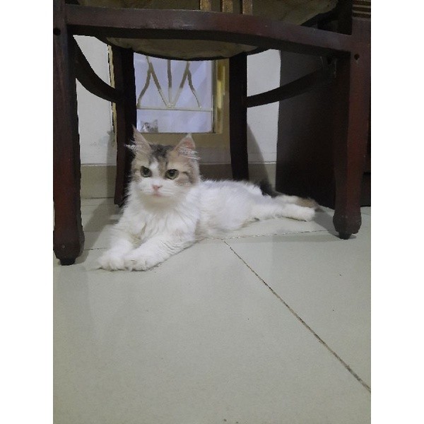 Kitten Munchkin Super