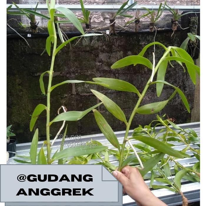 bibit anggrek kalajengking anggrek tanah