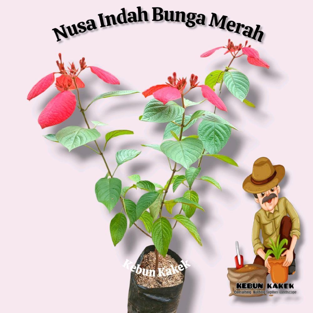 Nusa Indah Merah / Tanaman Nusa Indah Bunga Merah / Tanaman Hias Hidup Nusa Indah Bunga Merah Bibit