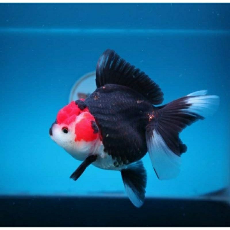 ikan mas koky panda hias gold warna solid / ikan mas koky panda oranda panda / ikan mas koky mutiara