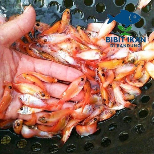 Bibit / benih ikan Nila Merah ½  jari per 1000 ekor