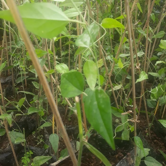 Bibit Daun Cincau Jelly Cincau Rambat Cincau Jely Bibit Cincau