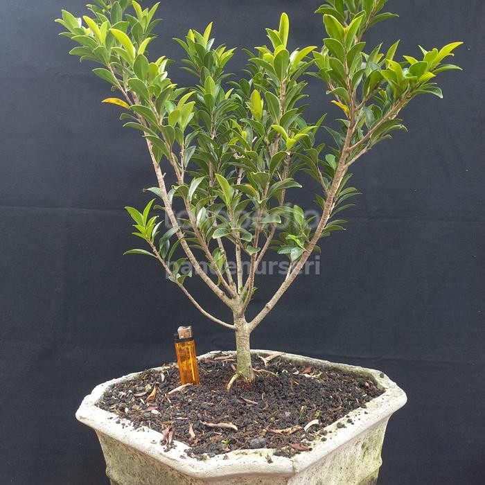 New Bahan bonsai beringin elegan hasil cangkok