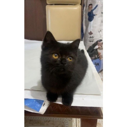 KUCING KITTEN BSH BLACK || BRITISH SHORT HAIR PURE NON PEDIGREE