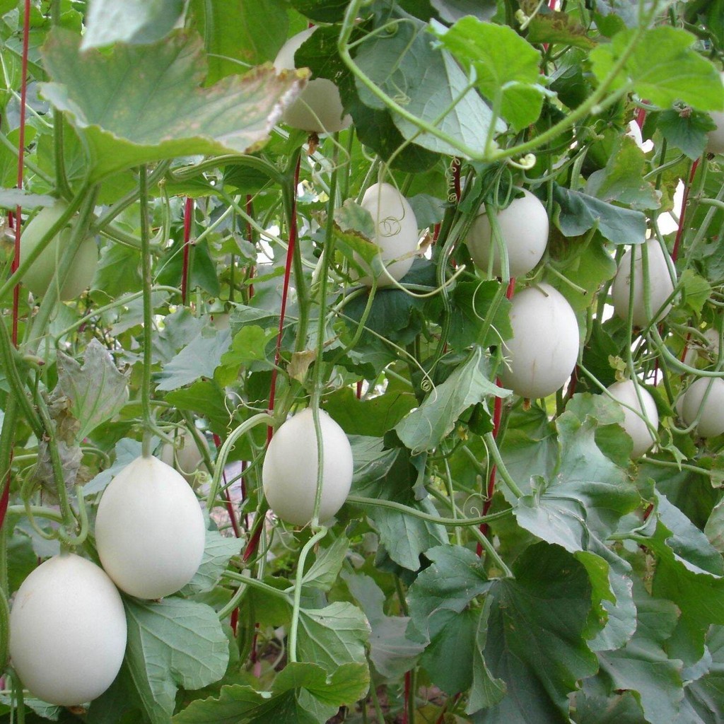 Bibit Benih Buah Melon Madu Putih (30 Butir)