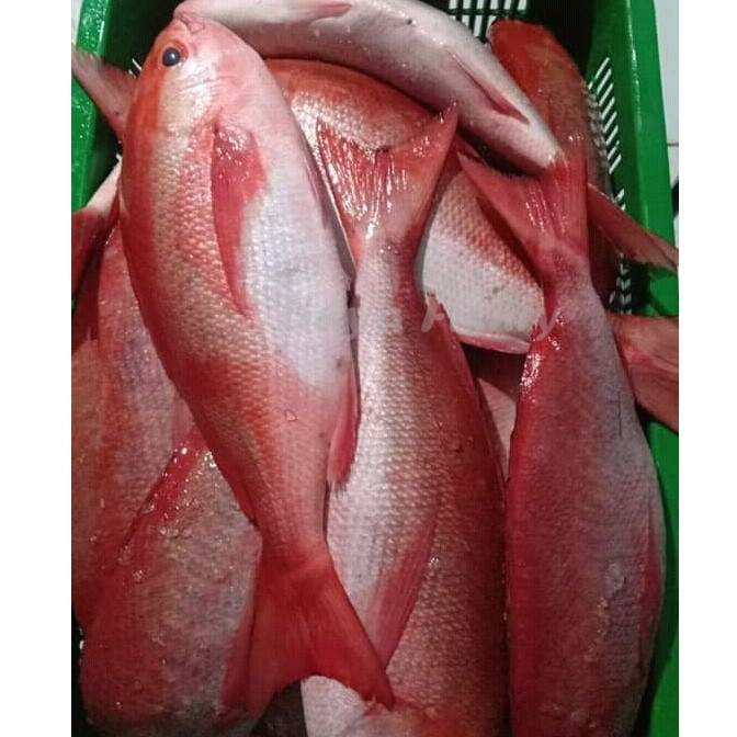 Ikan Kakap Merah 1Kg Ikan Kakap Merah Segar Ikan Kakap Merah Sawo Wakung Seafood Ikan Laut Segar